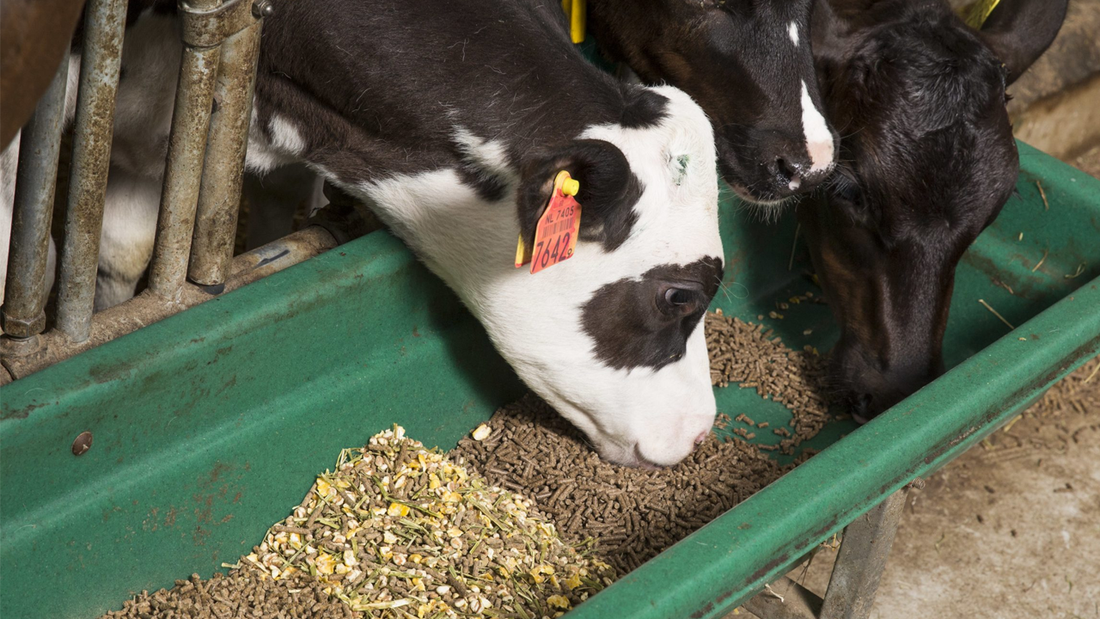 Benefits of using animal feed flavors