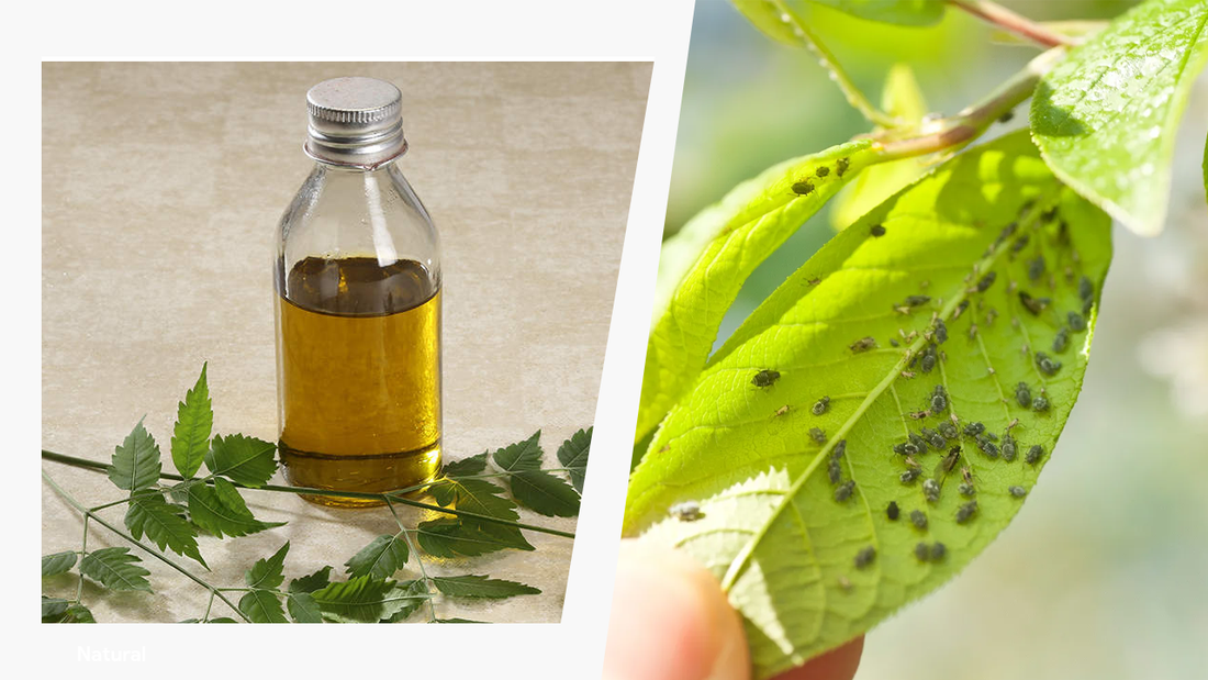 Can essential oils act as insecticides? A brief overview