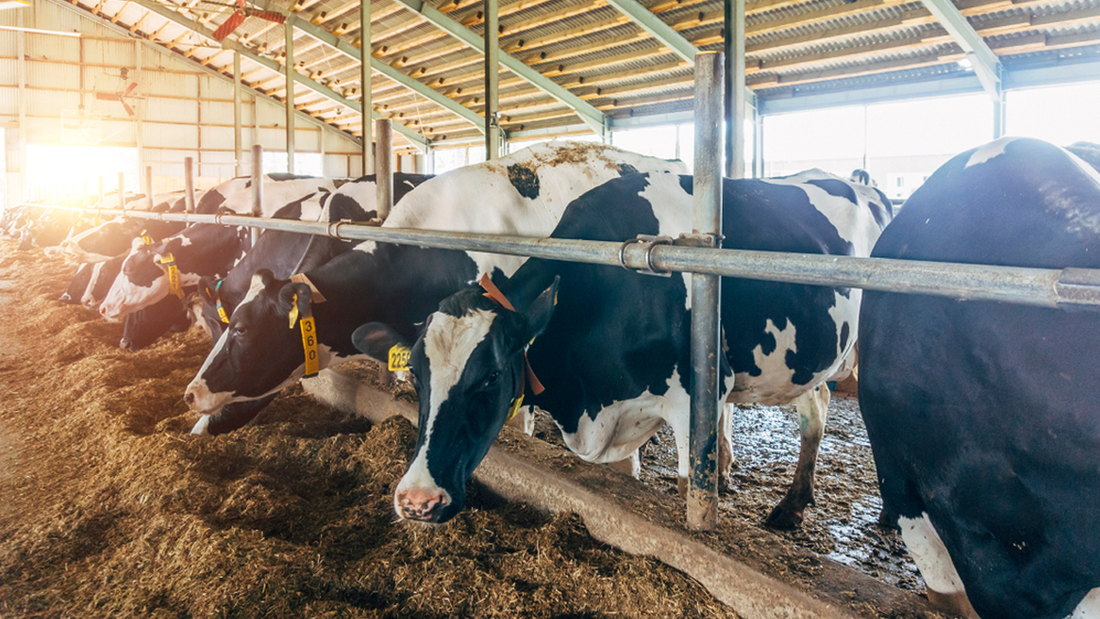 Importance of livestock nutrition and role of animal feed flavors
