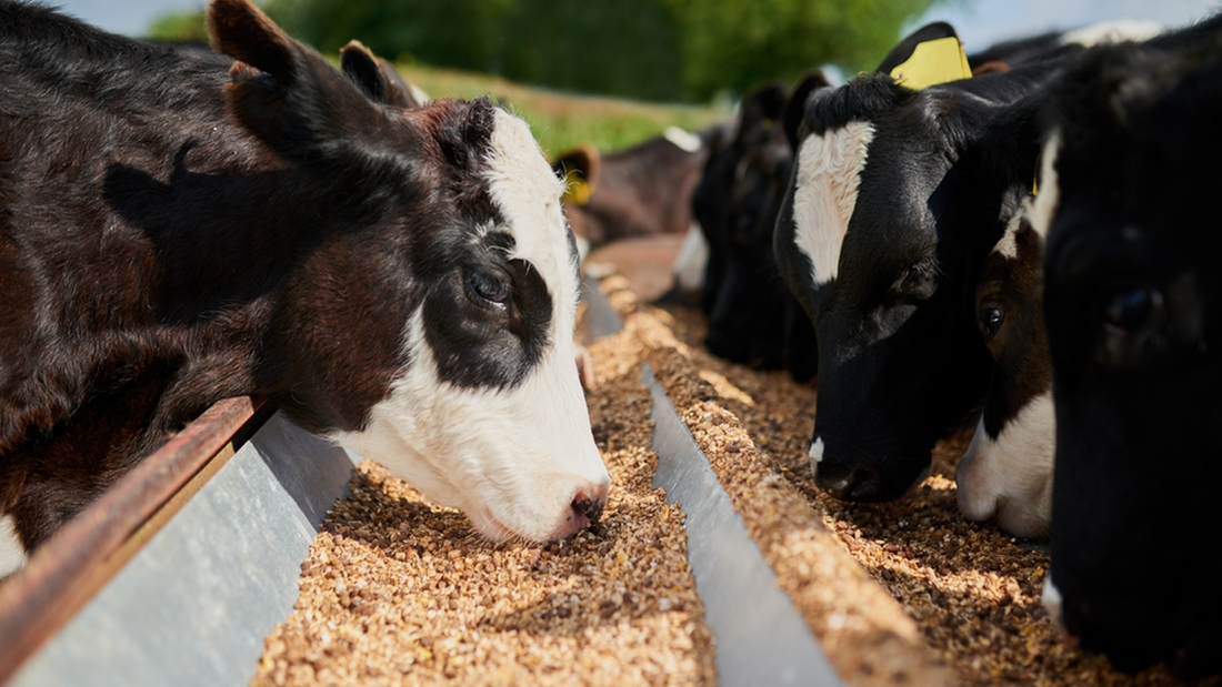 Important Food flavoring agents for cattle