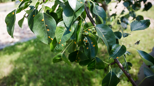 The future of fungicides: Emerging chemical agents and technologies