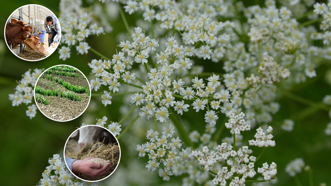 What are carvones and their uses and applications