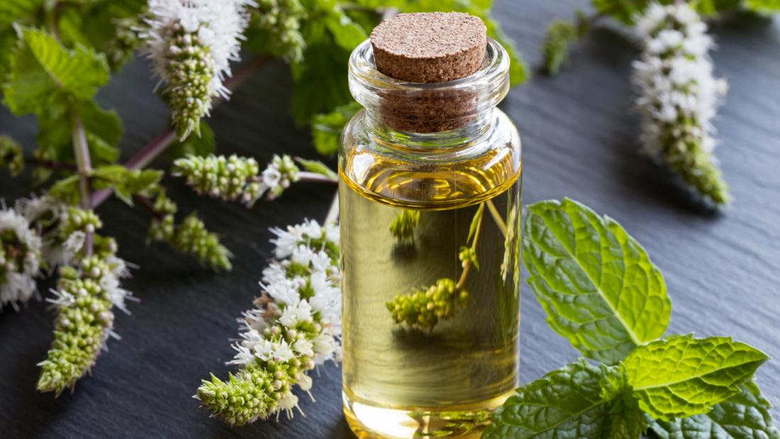 What makes Carveol a widely popular fragrance agent?