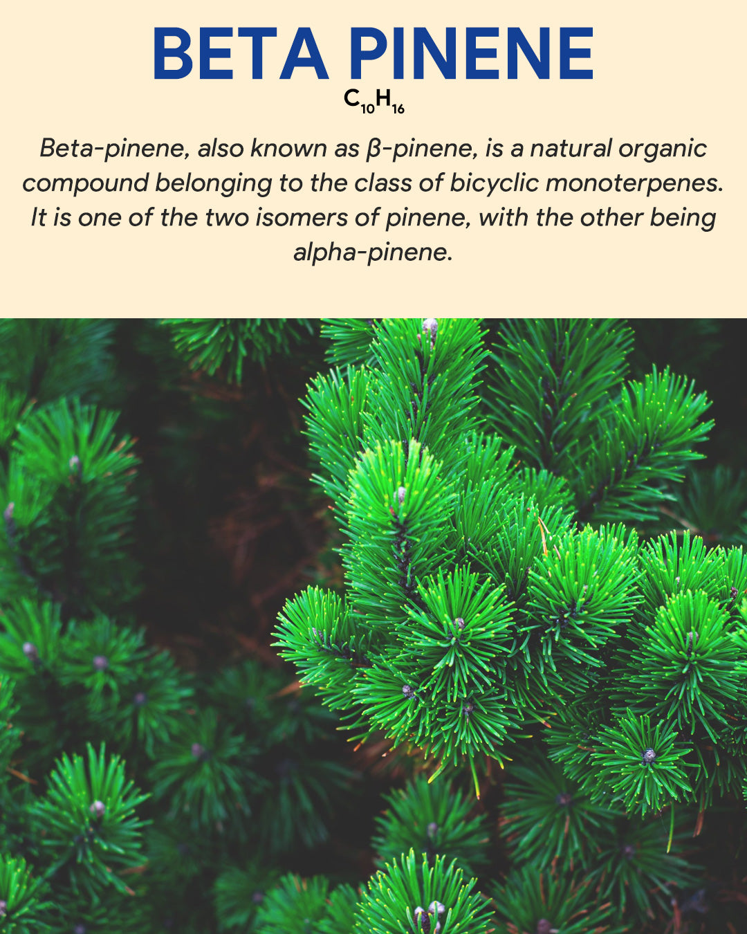 Beta Pinene