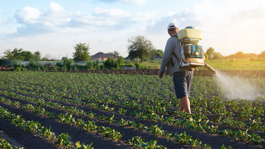 How Pulegone make insecticides more tolerable
