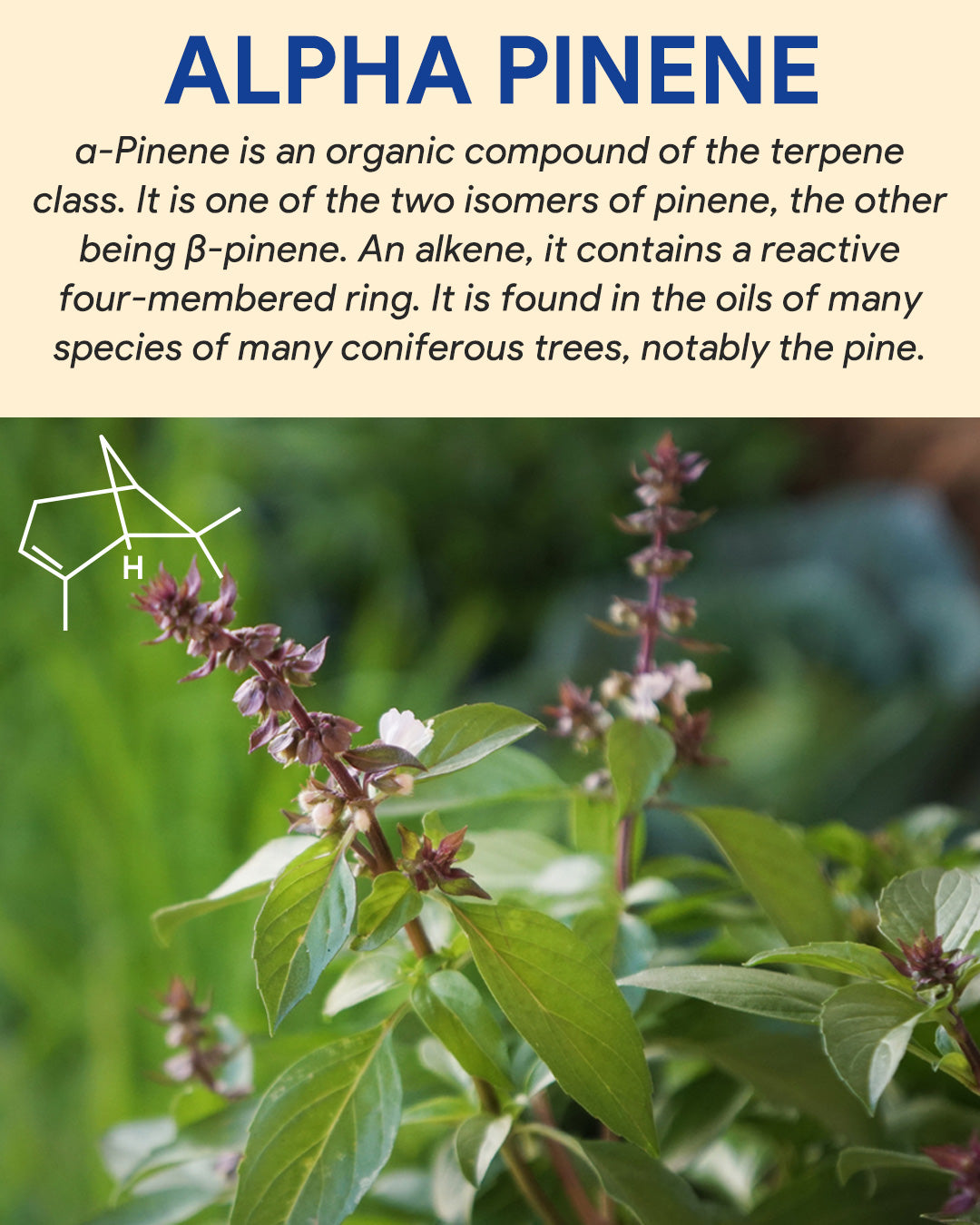 Alpha Pinene – SBBLG