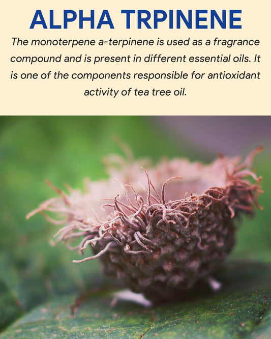 Alpha Terpinene